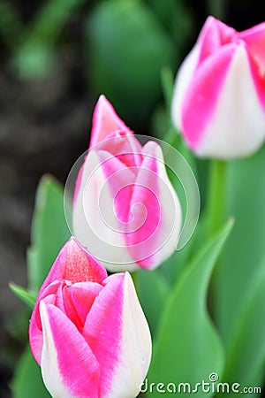 Garden Party is a kind of Triumph Tulip. Stock Photo