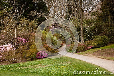 Garden path between shrubbery of azaleas Stock Photo