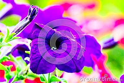 Garden petunia flower close-up Stock Photo