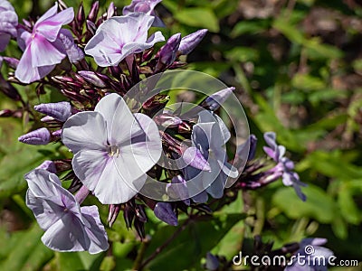 Garden Phlox (Phlox paniculata) 'Fellbacher Porzellan' flowering with lilac flowers with darker eye Stock Photo
