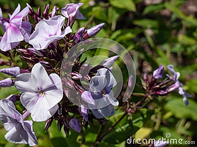 Garden Phlox (Phlox paniculata) 'Fellbacher Porzellan' flowering with lilac flowers with darker ey Stock Photo