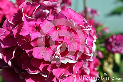 Phlox flower in the garden Stock Photo