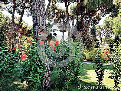 Garden with pine trees, hibiskus flowers and wooden birdhouse Stock Photo