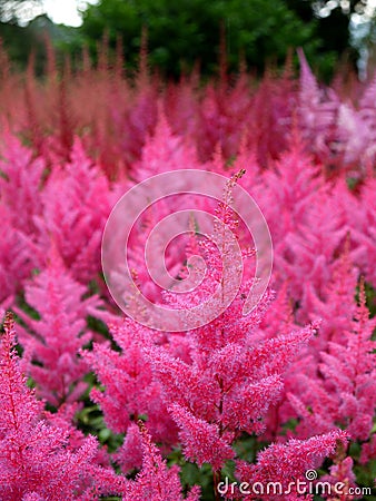 Garden: pink Astilbe flower border Stock Photo