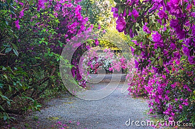 Garden of Pink Azaleas in Charleston SC Stock Photo