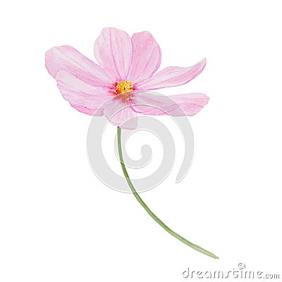 Pink Cosmos watercolor illustration. Hand drawn botanical painting, floral sketch. Colorful flower clipart for summer or Cartoon Illustration