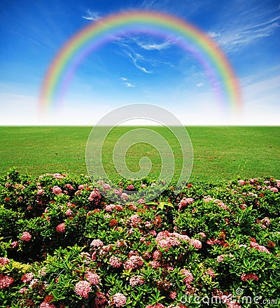Garden pink flower lawn blue sky Stock Photo