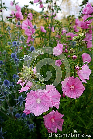 Garden: pink hollyhock flowers Stock Photo