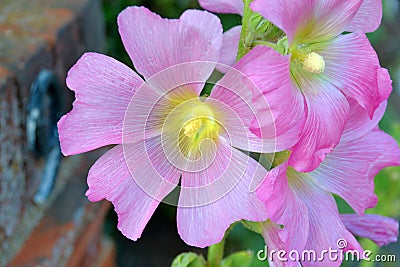 Alcea setosa - pink bristly hollyhock flower plant Stock Photo