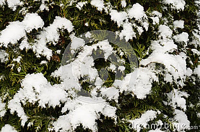 Garden plants, bushes, conifers under the snow in winter Stock Photo