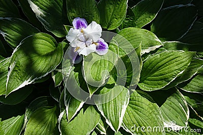 Garden plants flowers. Stock Photo