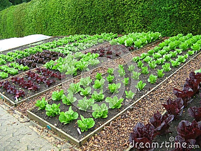 Garden Plots of Lettuce Stock Photo
