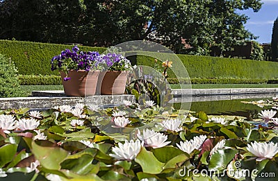 Garden Pond with Lotus Blooms Stock Photo