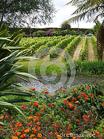 Garden: pond with vines in subtropical garden Stock Photo