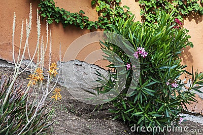 A garden with pretty flowering plants Stock Photo