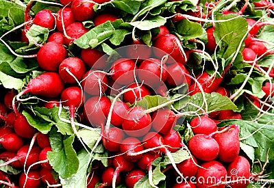 Garden radish Stock Photo