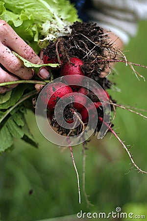 Garden radish Stock Photo