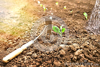 Garden rakes small. Sprouts and garden tools Stock Photo