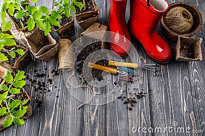 Garden red boot with seedlings tomato ground Stock Photo