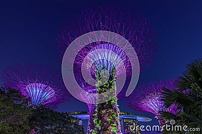 Garden Rhapsody, colorful light show at the Supertree Grove Gardens by the Bay in Singapore, popular tourist attraction Editorial Stock Photo