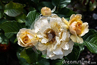 Garden Rose Flower Variety Stock Photo