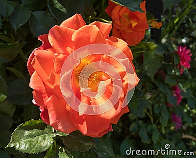 Garden rose with orange petals close-up, Shymkent, Kazakhstan Stock Photo