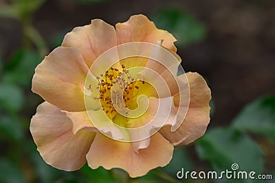 Garden Rose Rosa Kickoff Amorina, pale orange flower in close-up Stock Photo