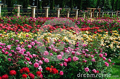 Garden Of Roses Stock Photo