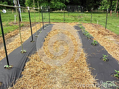 Garden Rows Using Black Plastic and Straw For Weed Control Stock Photo