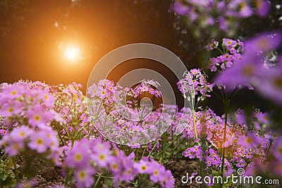 Garden scenery at sunrise Stock Photo