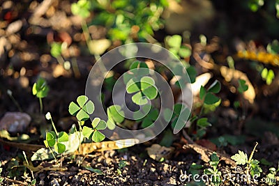Garden with several four leaf clovers Stock Photo