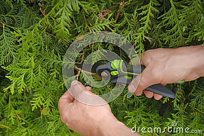 Garden shears in hands cutting a hedge.Plant pruning.Gardening and plant formation.Pruning thuja.Gardening Tools.Spring Stock Photo