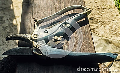 Garden shears pruner for working Stock Photo