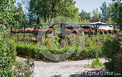 Garden shed surrounded by a hanging baskets filled with begonia` Editorial Stock Photo