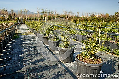 Garden shop. Seedlings of juniper bushes in pots in garden store. Stock Photo