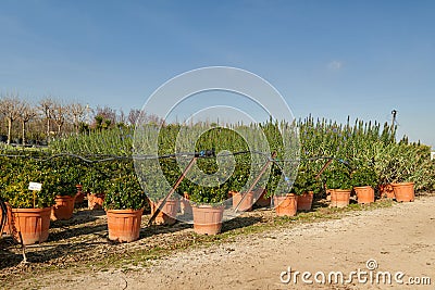 Garden shop. Seedlings of juniper bushes in pots in garden store. Stock Photo