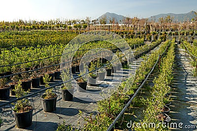 Garden shop. Seedlings of juniper bushes in pots in garden store. Stock Photo