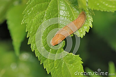 Garden Slug Stock Photo