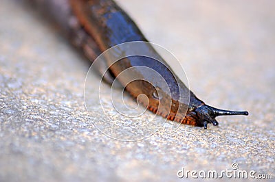 Garden Slug 3c Stock Photo