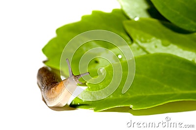 Garden Slug Stock Photo