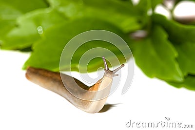 Garden Slug Stock Photo