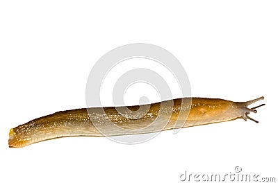 Garden Slug Stock Photo