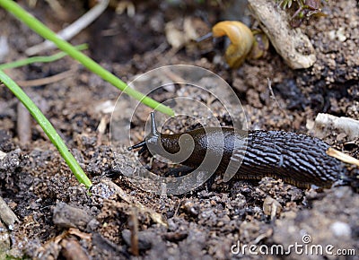 Garden slug Stock Photo