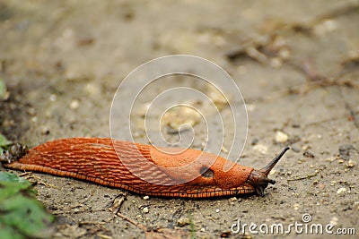 Garden slug Stock Photo