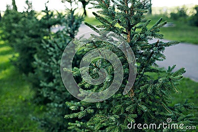 Garden with small pine trees. Beautiful spring garden design, with conifer trees, green grass and eneving sun Stock Photo