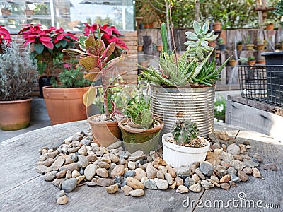 Garden with small plants Stock Photo