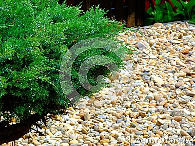 Garden with smooth river rocks and small green juniper shrub or bush Stock Photo