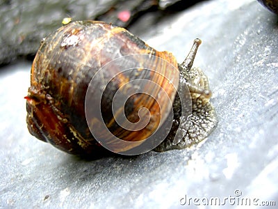 Garden snail Stock Photo