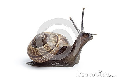 Garden snail Stock Photo