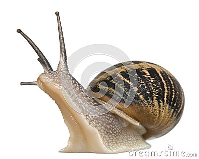 Garden Snail Stock Photo